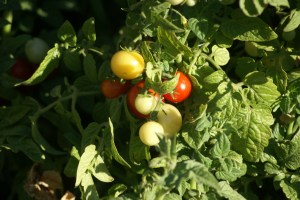 Tomato Plant